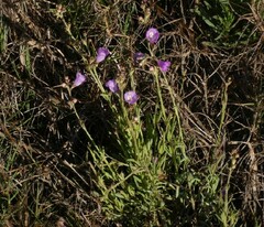 Agalinis maritima