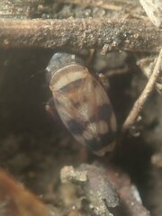 Anoscopus serratulae