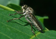 Eutolmus rufibarbis