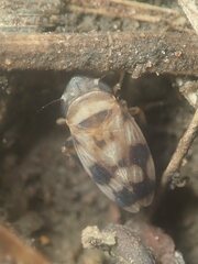Anoscopus serratulae