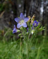 Polemonium occidentale occidentale