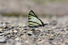 Graphium agetes