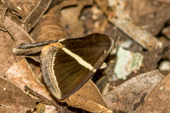 Fodina pallula