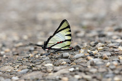Graphium agetes