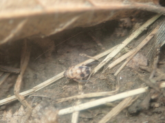 Anoscopus serratulae
