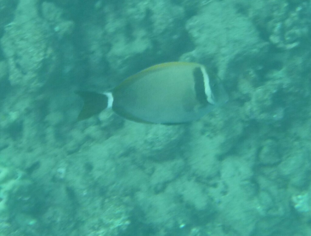 Whitebar Surgeonfish