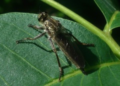 Eutolmus rufibarbis