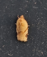 Paramesia gnomana