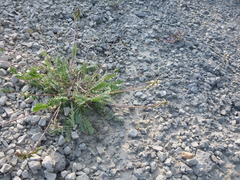 Oxytropis deflexa foliolosa