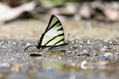 Graphium agetes
