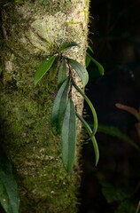 Bulbophyllum schillerianum