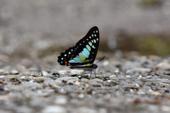 Graphium procles