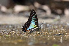 Graphium procles