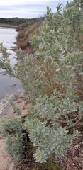 Atriplex cinerea