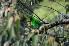 Calyptomena whiteheadi