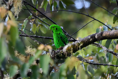 Calyptomena whiteheadi
