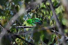 Calyptomena whiteheadi