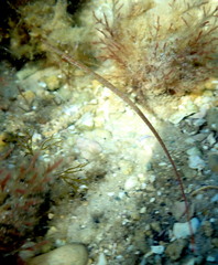 Stigmatopora narinosa