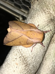 Syssphinx bisecta