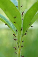 Uroleucon reynoldense