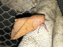 Syssphinx bisecta