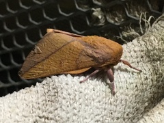 Syssphinx bisecta