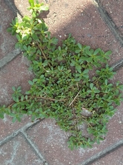 Portulaca oleracea