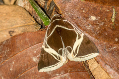 Fodina sumatrensis