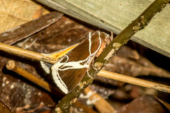 Fodina sumatrensis