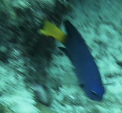 Pomacentrus philippinus