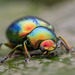 Dead-nettle Leaf Beetle - Photo (c) Julien C., some rights reserved (CC BY-NC), uploaded by Julien C.