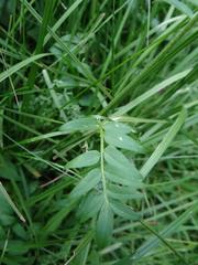 Polemonium occidentale occidentale