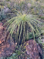 Xanthorrhoea acanthostachya