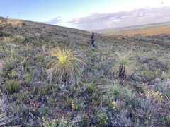 Xanthorrhoea acanthostachya