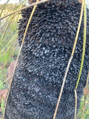 Xanthorrhoea acanthostachya