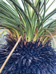 Xanthorrhoea acanthostachya