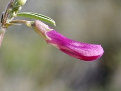 Vicia monantha