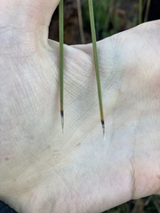 Xanthorrhoea acanthostachya