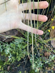Xanthorrhoea acanthostachya