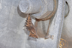 Nymphalis polychloros