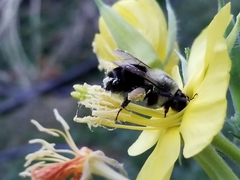 Bombus impatiens