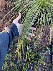 Xanthorrhoea acanthostachya
