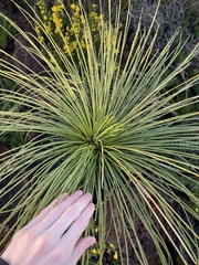 Xanthorrhoea acanthostachya
