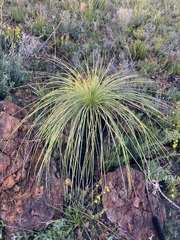Xanthorrhoea acanthostachya