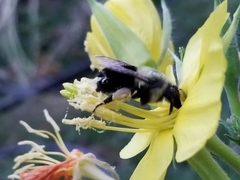 Bombus impatiens