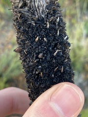 Xanthorrhoea acanthostachya