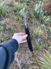 Xanthorrhoea acanthostachya