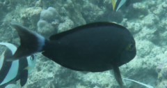 Acanthurus xanthopterus