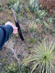 Xanthorrhoea acanthostachya