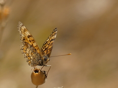 Melitaea pseudornata